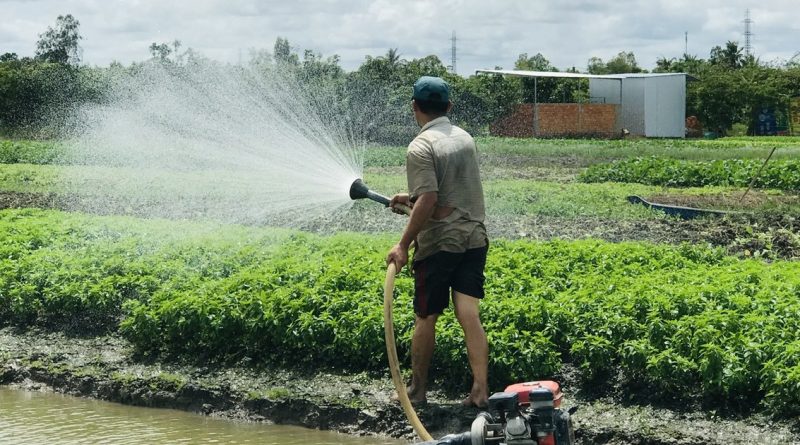 Vì sao 1 tấn lúa sử dụng gần 5.000 mét khối nước?