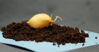 Bí mật từ thí nghiệm trồng cây trên đất Mặt Trăng