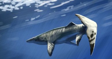 Thủy quái dài 9 mét xuất hiện giữa mỏ phốt phát