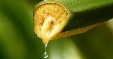 Thu 30 tỷ/năm, xuất khẩu loạt nước lớn