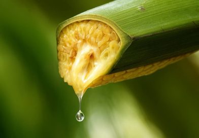 Thu 30 tỷ/năm, xuất khẩu loạt nước lớn