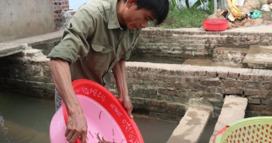 Nông dân Hải Phòng thu 25 tỷ/năm nhờ nuôi loài vật bò “nhung nhúc” dày đặc, kéo cả du khách đến vớt