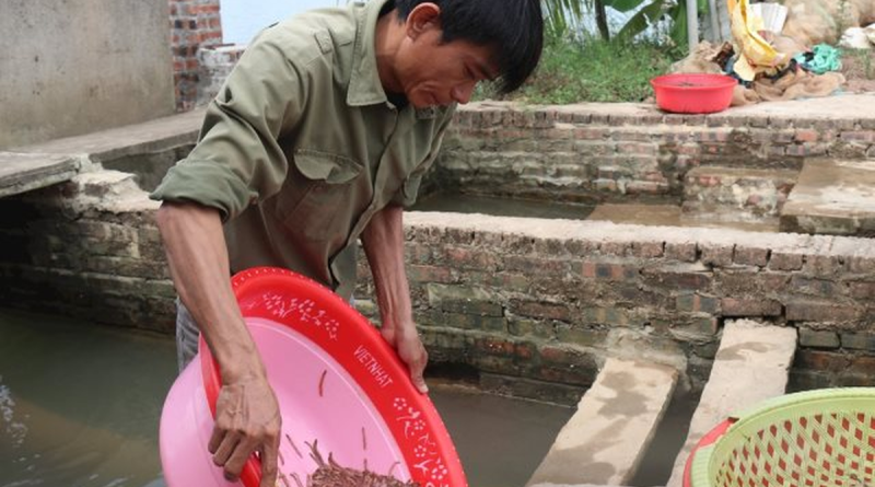 Nông dân Hải Phòng thu 25 tỷ/năm nhờ nuôi loài vật bò “nhung nhúc” dày đặc, kéo cả du khách đến vớt