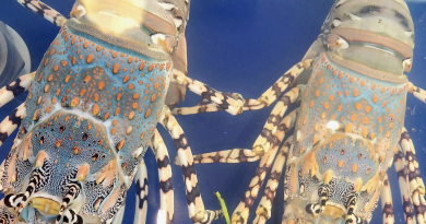 Xuất khẩu sầu riêng, tôm hùm sang Trung Quốc tăng vọt