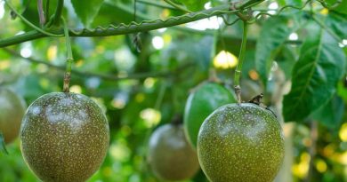 ‘Làm nông nghiệp’ như thế nào thì không chịu thuế? Cục thuế trả lời