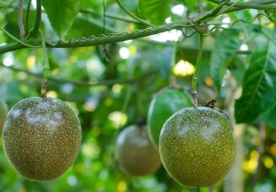 ‘Làm nông nghiệp’ như thế nào thì không chịu thuế? Cục thuế trả lời