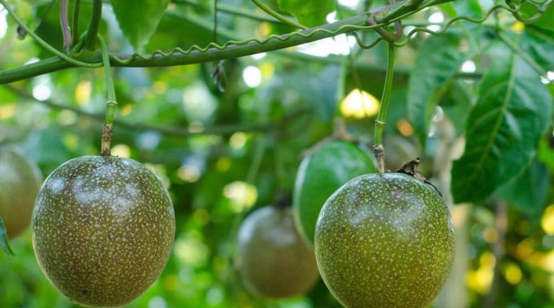 ‘Làm nông nghiệp’ như thế nào thì không chịu thuế? Cục thuế trả lời