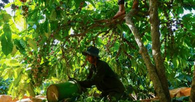 Giá cà phê lao dốc