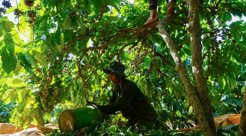 Giá cà phê lao dốc