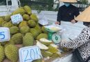 Doanh nghiệp và người trồng sầu riêng “đứng ngồi không yên”