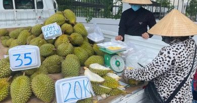 Doanh nghiệp và người trồng sầu riêng “đứng ngồi không yên”