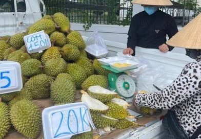 Doanh nghiệp và người trồng sầu riêng “đứng ngồi không yên”