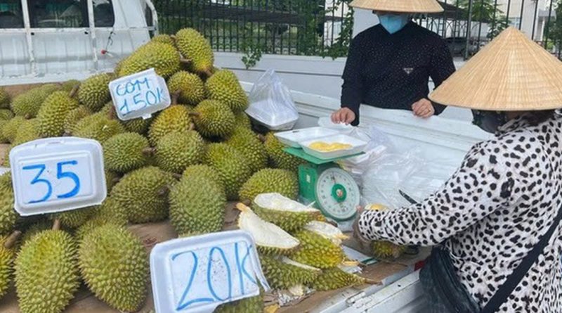 Doanh nghiệp và người trồng sầu riêng “đứng ngồi không yên”