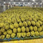 1-sau-rieng-mang-ve-hang-ti-usd-moi-nam-nhung-khau-kiem-nghiem-dang-la-diem-nghenanh-qt-17835214760861325315927-464-0-1536-2048-crop-17835215502791734414356.jpeg