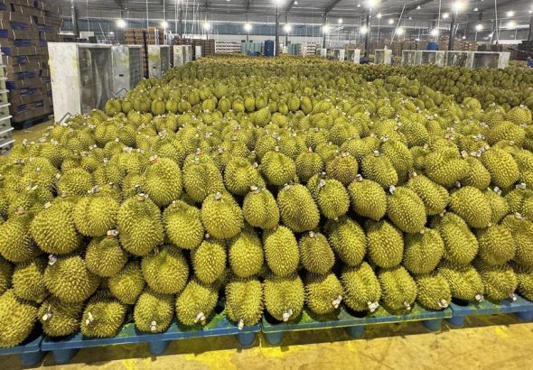 1-sau-rieng-mang-ve-hang-ti-usd-moi-nam-nhung-khau-kiem-nghiem-dang-la-diem-nghenanh-qt-17835214760861325315927-464-0-1536-2048-crop-17835215502791734414356.jpeg