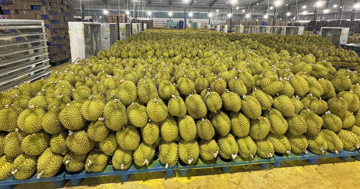 1-sau-rieng-mang-ve-hang-ti-usd-moi-nam-nhung-khau-kiem-nghiem-dang-la-diem-nghenanh-qt-17835214760861325315927-464-0-1536-2048-crop-17835215502791734414356.jpeg